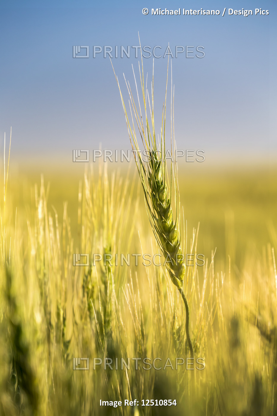 Close-up of an unripe green wheat head in a field with blue sky in the ...