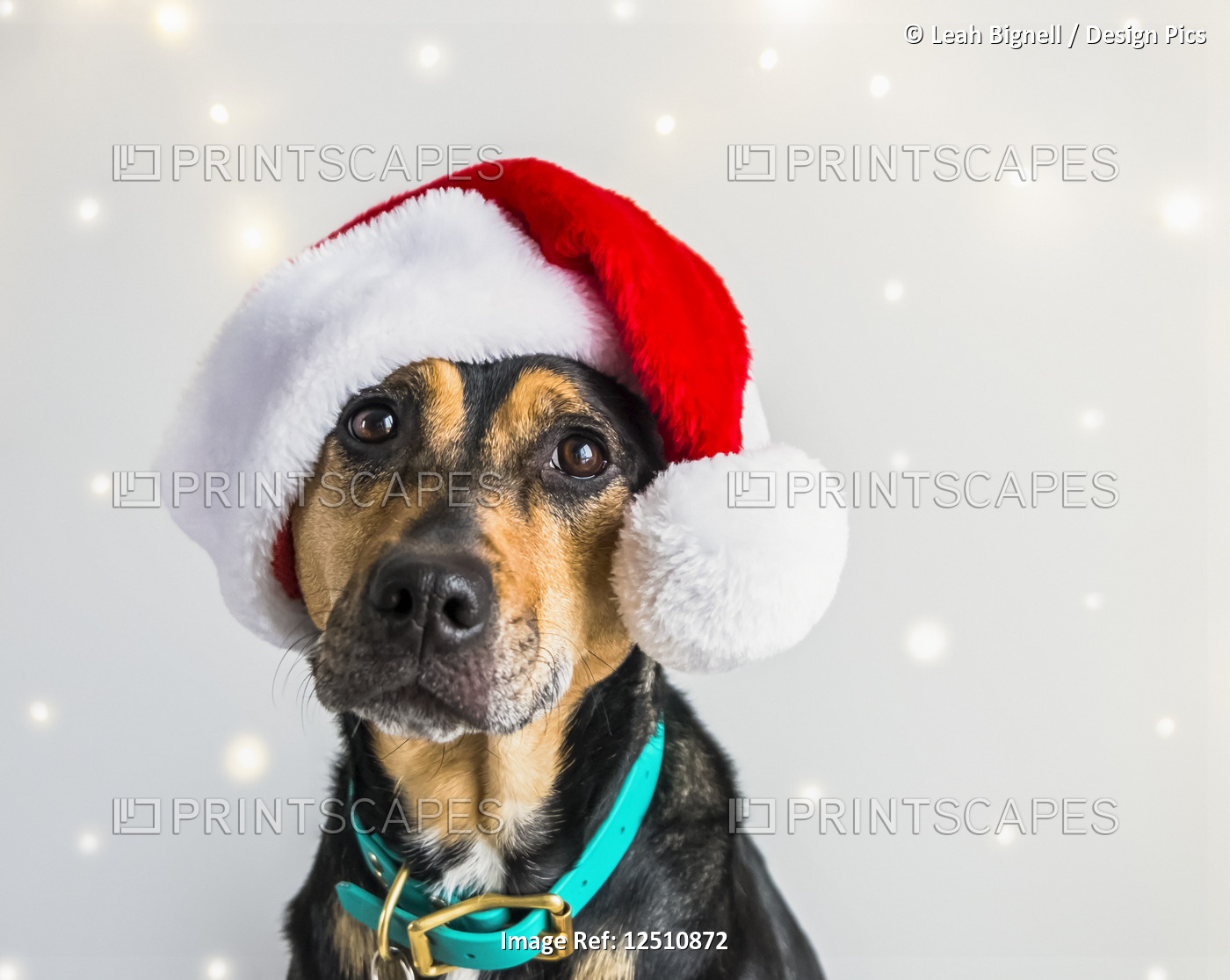 Dog wearing Santa Claus Hat