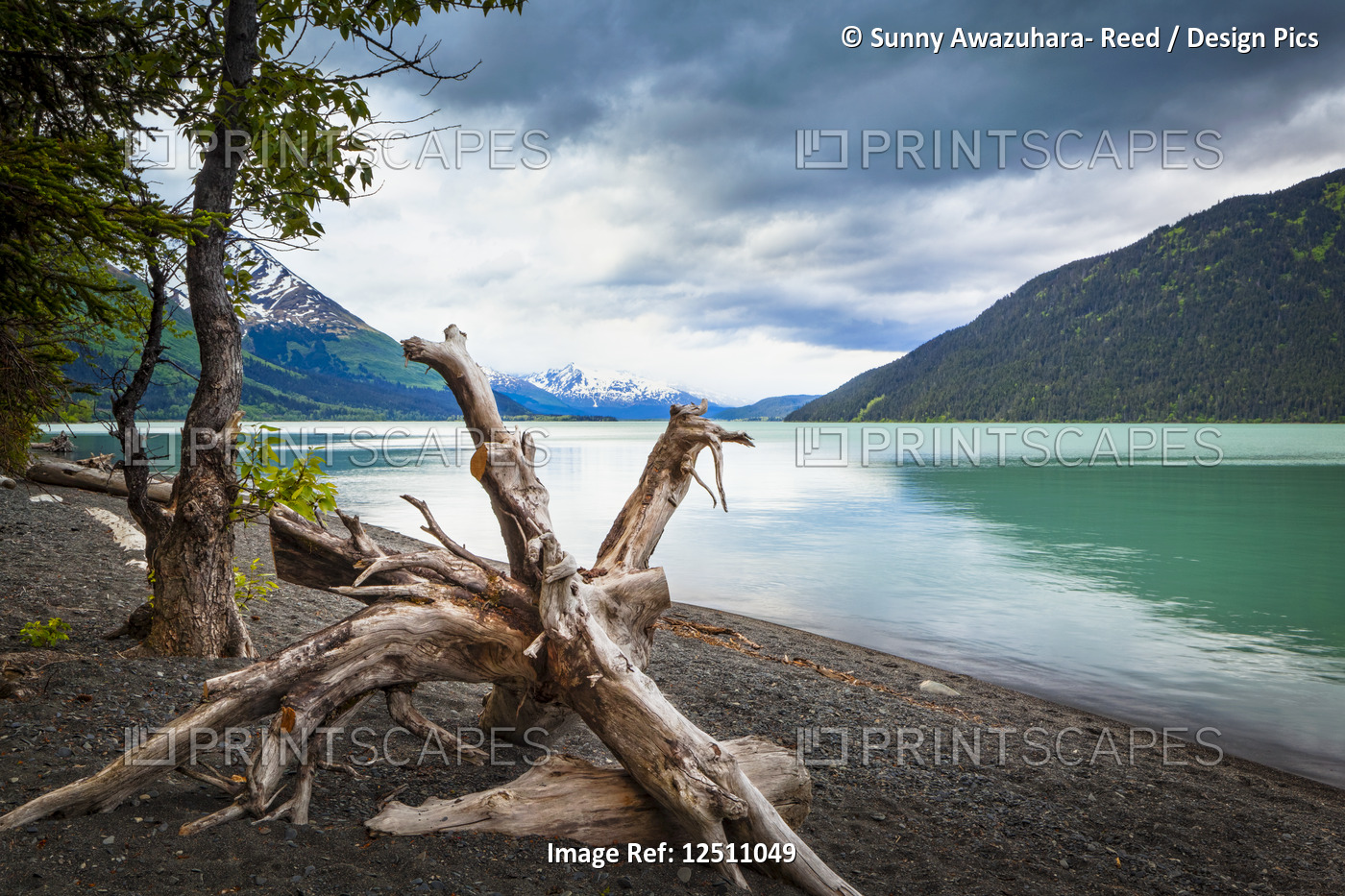Kenai Lake beach, Chugach National Forest, South-central Alaska in summertime; ...