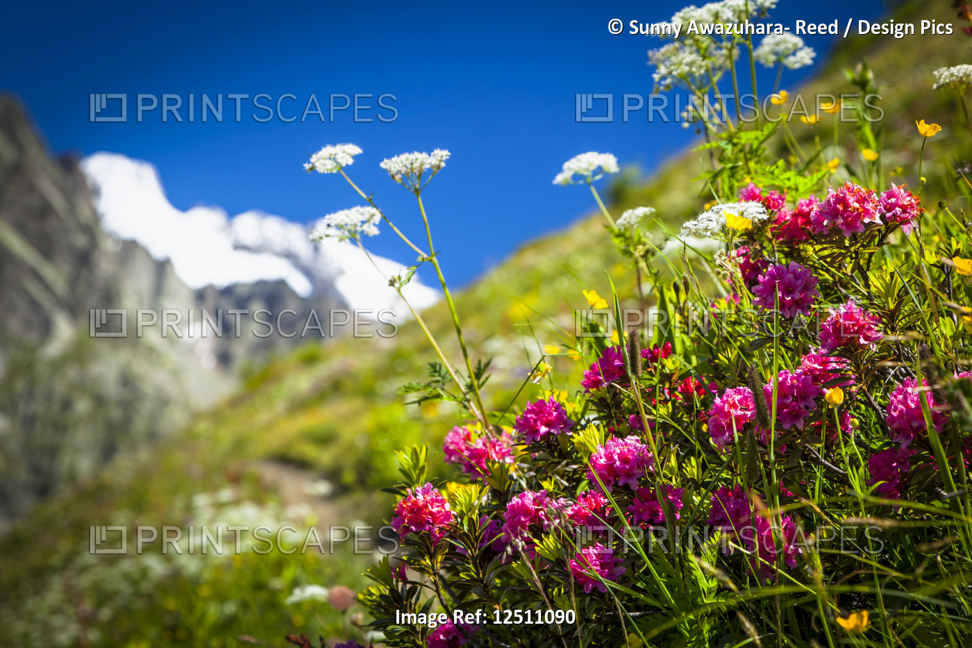 Alpine Rose (Rhododendron ferrugineum) blooming among other wildflowers in ...