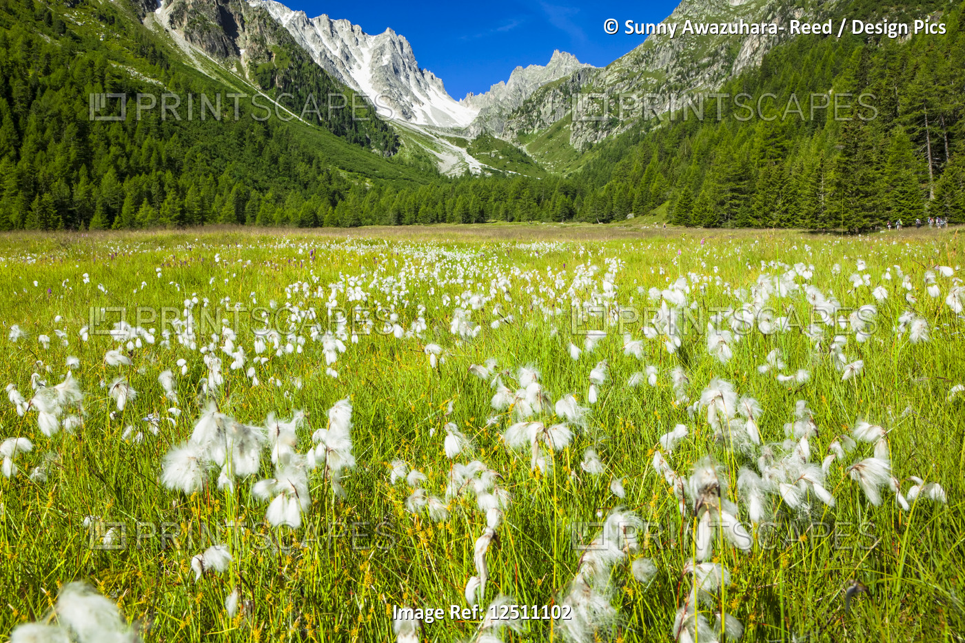 Cottongrass (Eriophorum) in a field in Arpette Valley under blue sky with ...