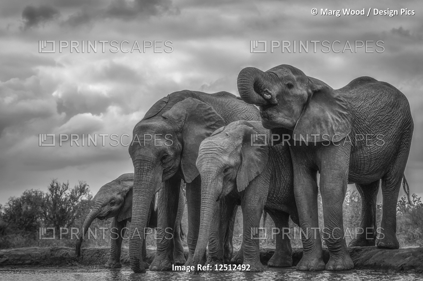 African Bush Elephants (Loxodonta africana) standing by water; Ethiopia
