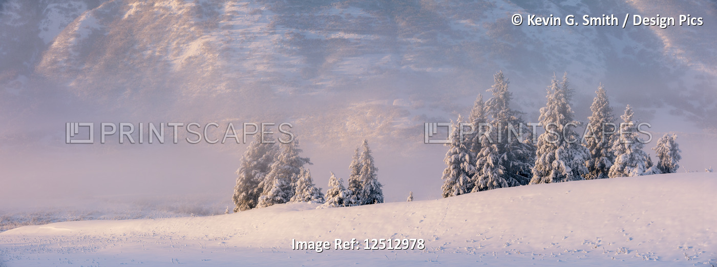 Spruce trees covered in fresh snow with fog and low cloud obscuring the birch ...