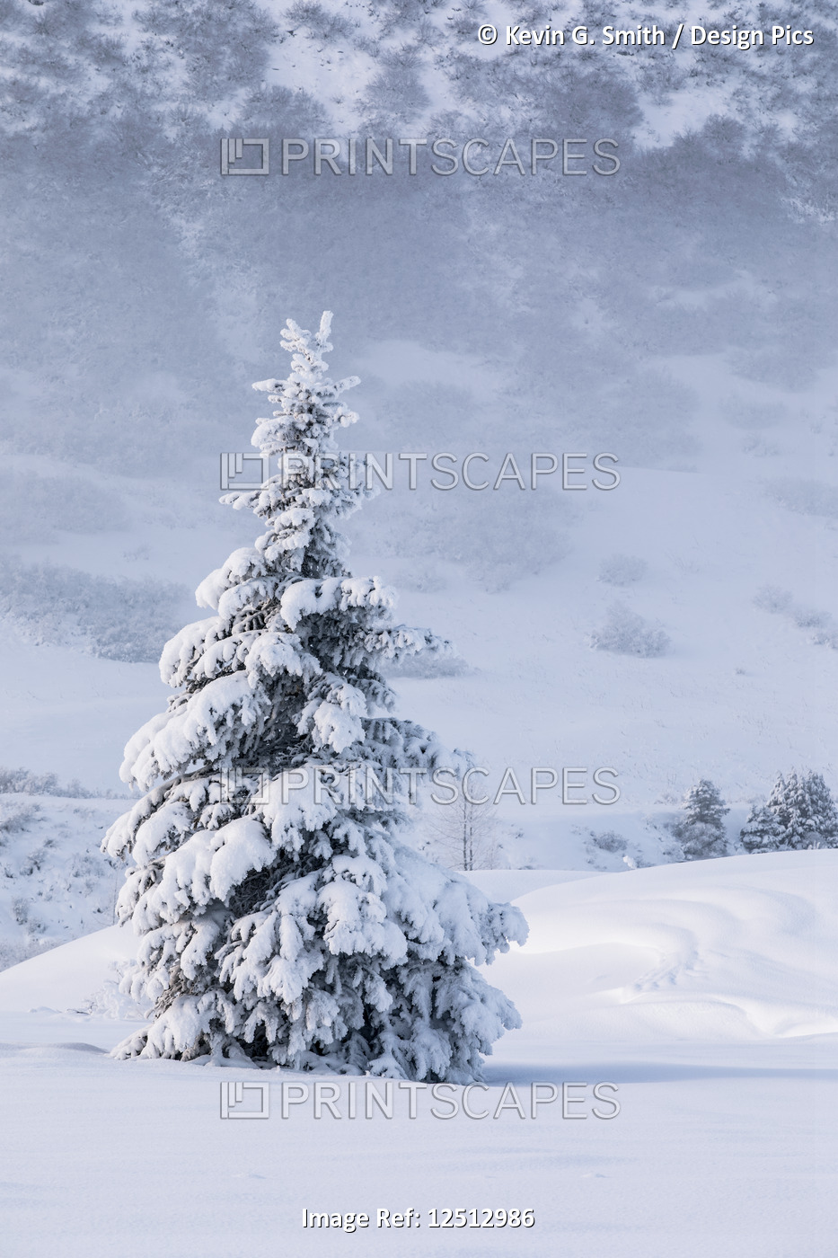 A single spruce tree covered in fresh snow stands in front of a mountainside ...