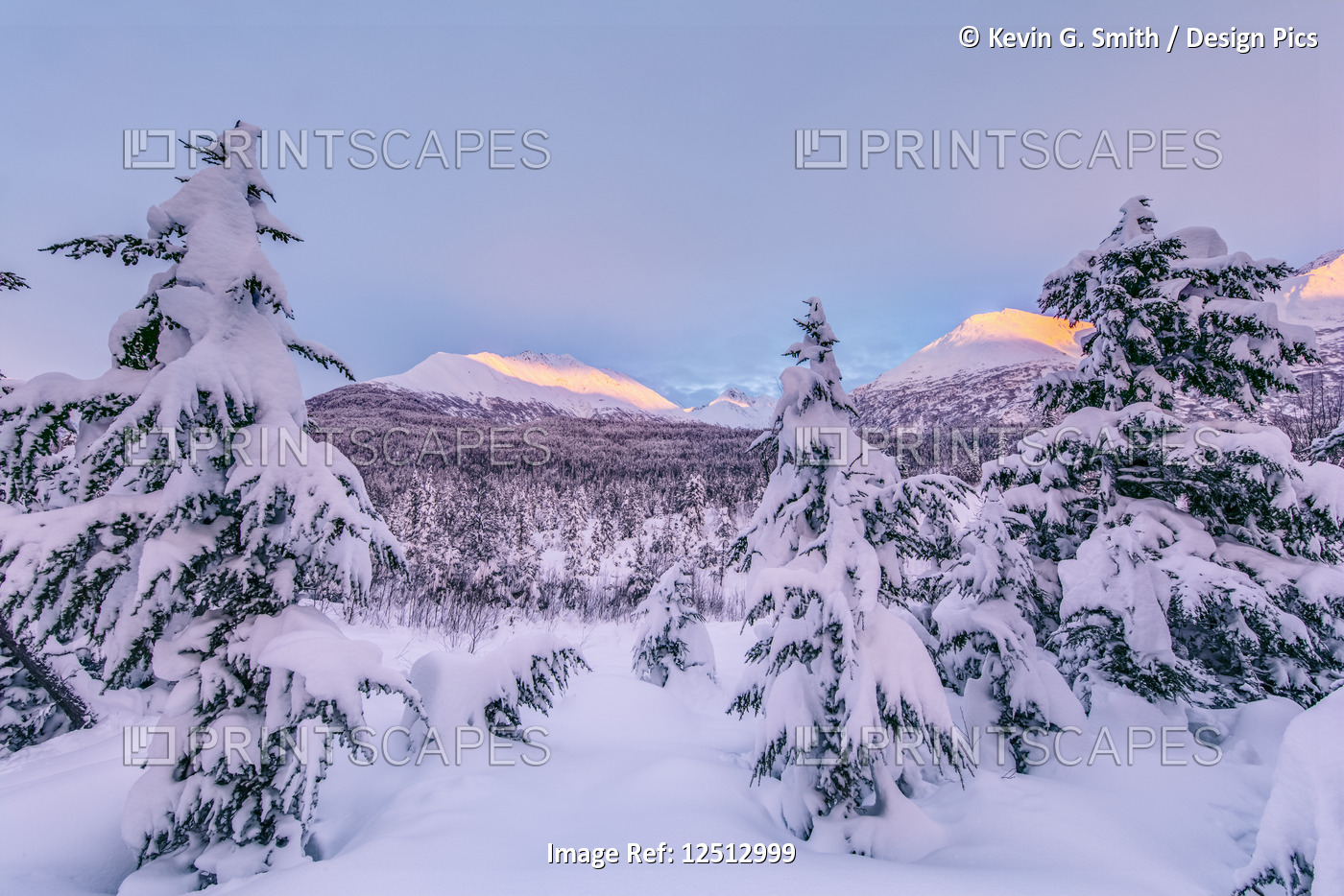 Deep snow covers a forest of spruce trees and warm sunset light illuminating ...