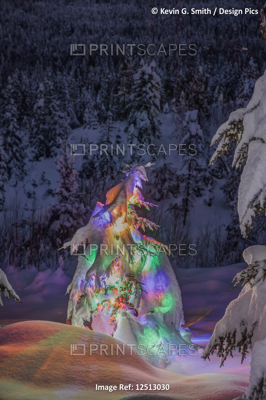 A small Black Spruce (Picea Mariana) tree covered in fresh snow is illuminated ...