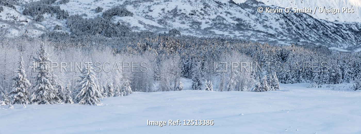 Panorama view of hoar frost covering birch and spruce trees in fog, Portage, ...