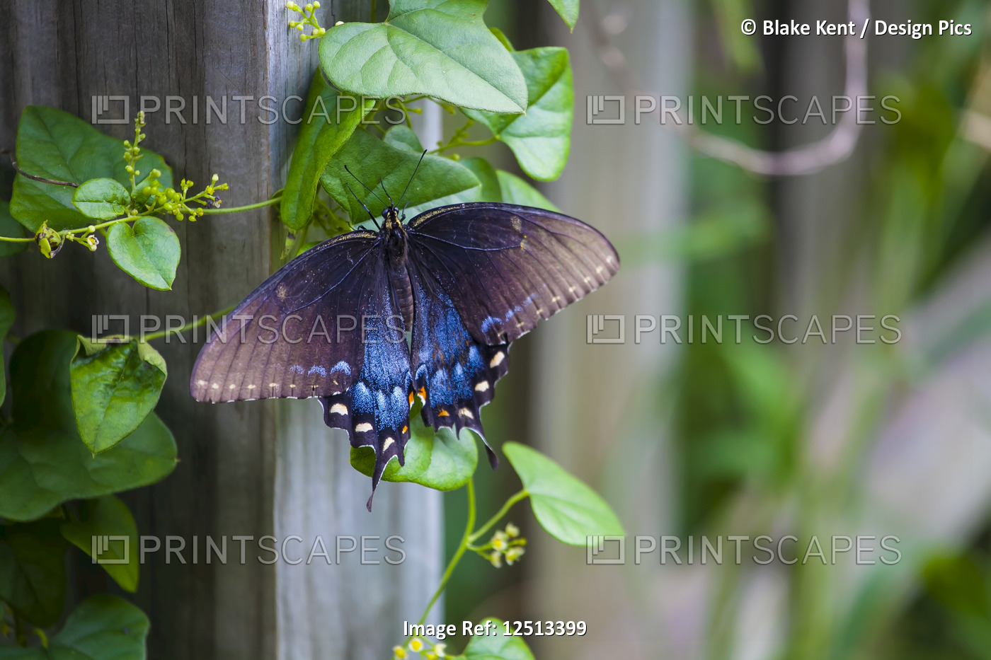 Blue butterfly resting on a vine growing along a fence post; Waco, Texas, ...