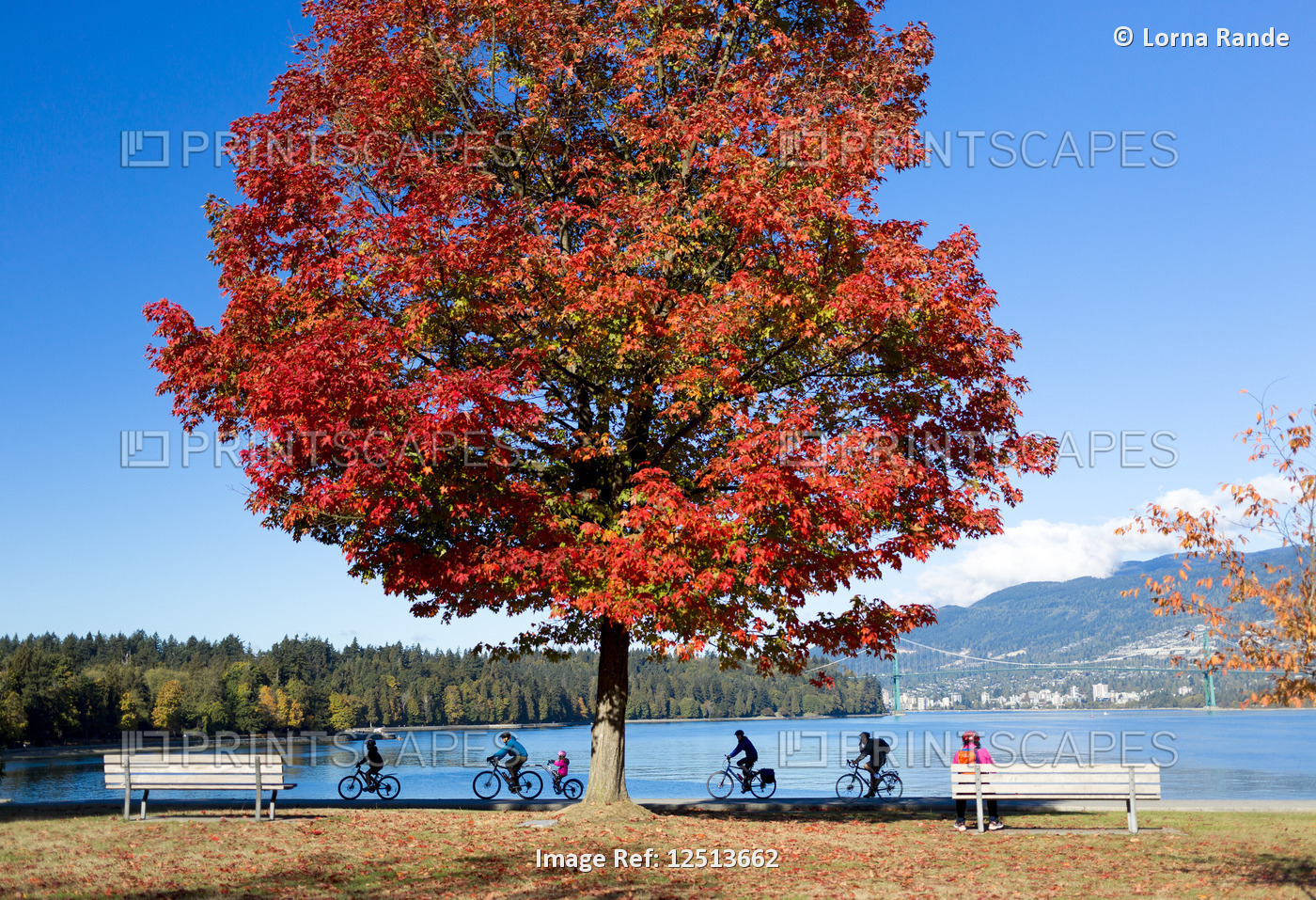 A tree with bright red foliage in Stanley park with cyclists passing on a trail ...