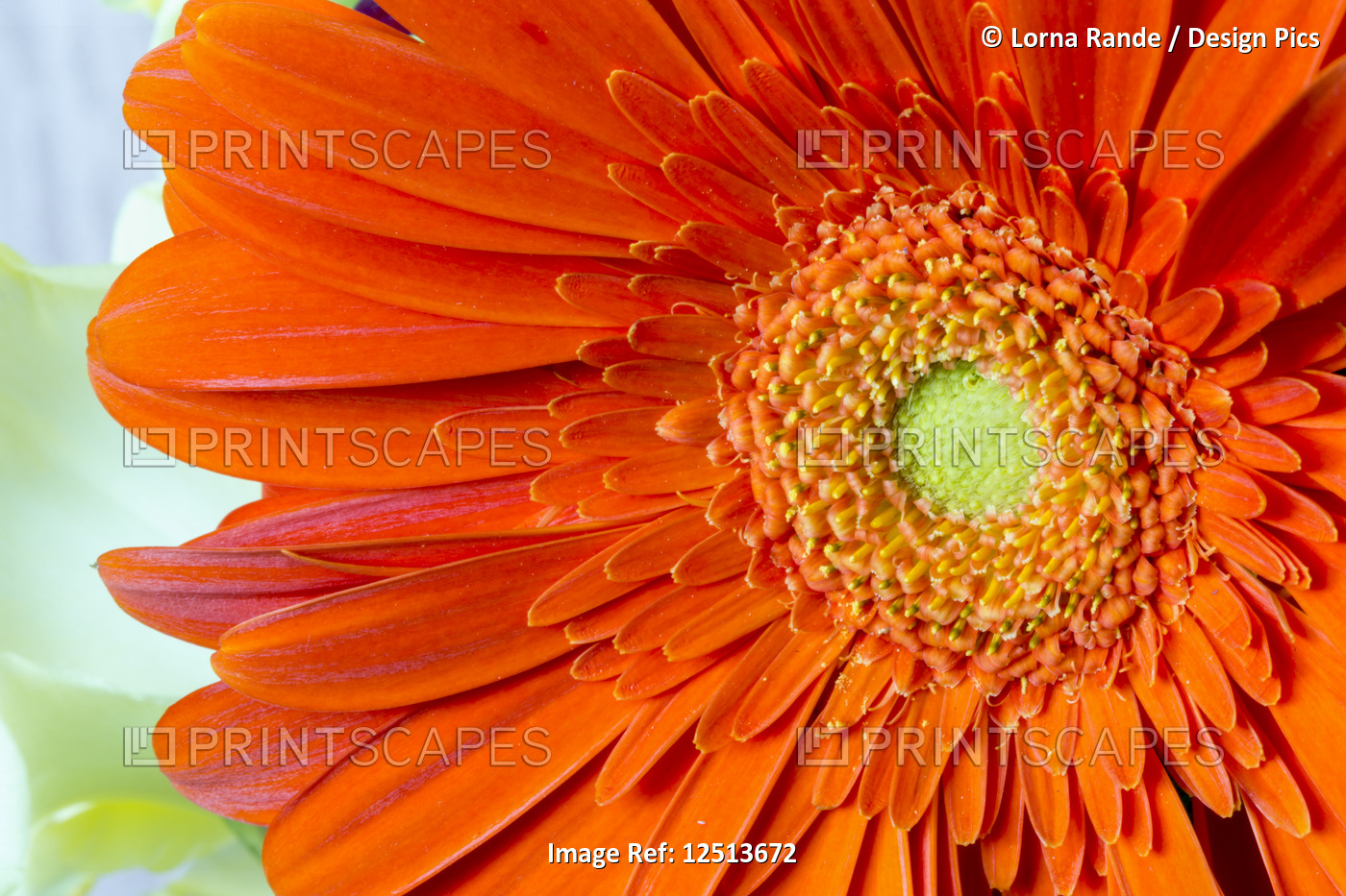 Extreme close-up of an orange gerber daisy in bloom