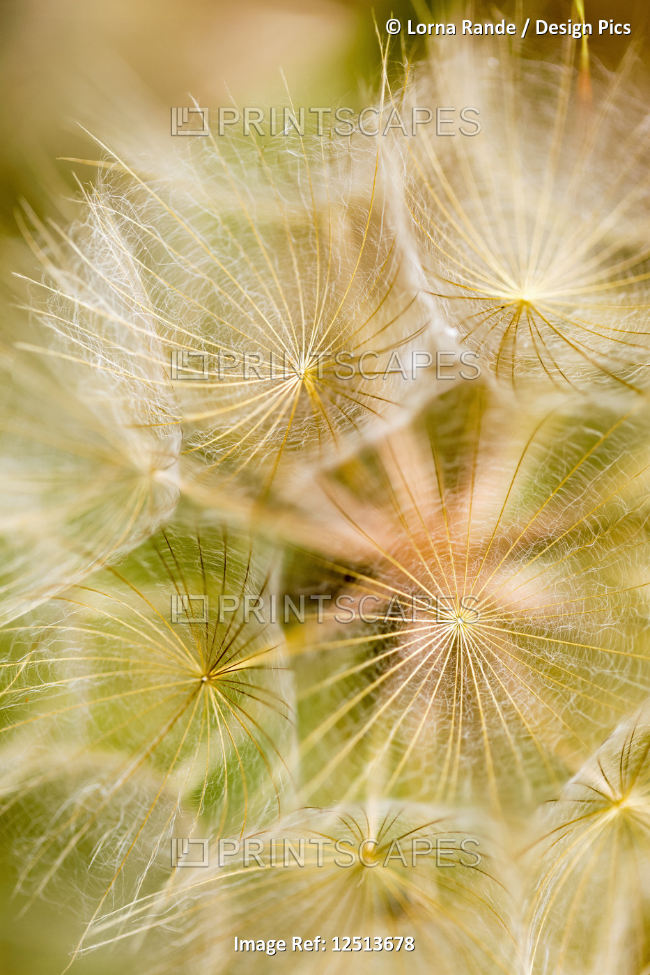 Extreme close-up of a dandelion seed head; Naramata, British Columbia, Canada
