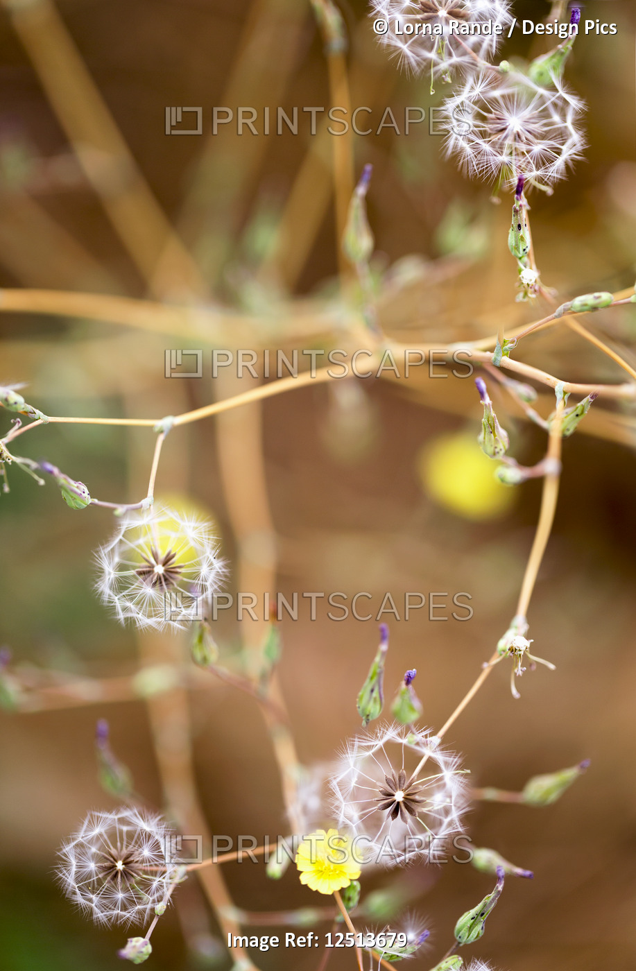 Details of white fluffy seed heads and buds on a plant; Naramata, British ...
