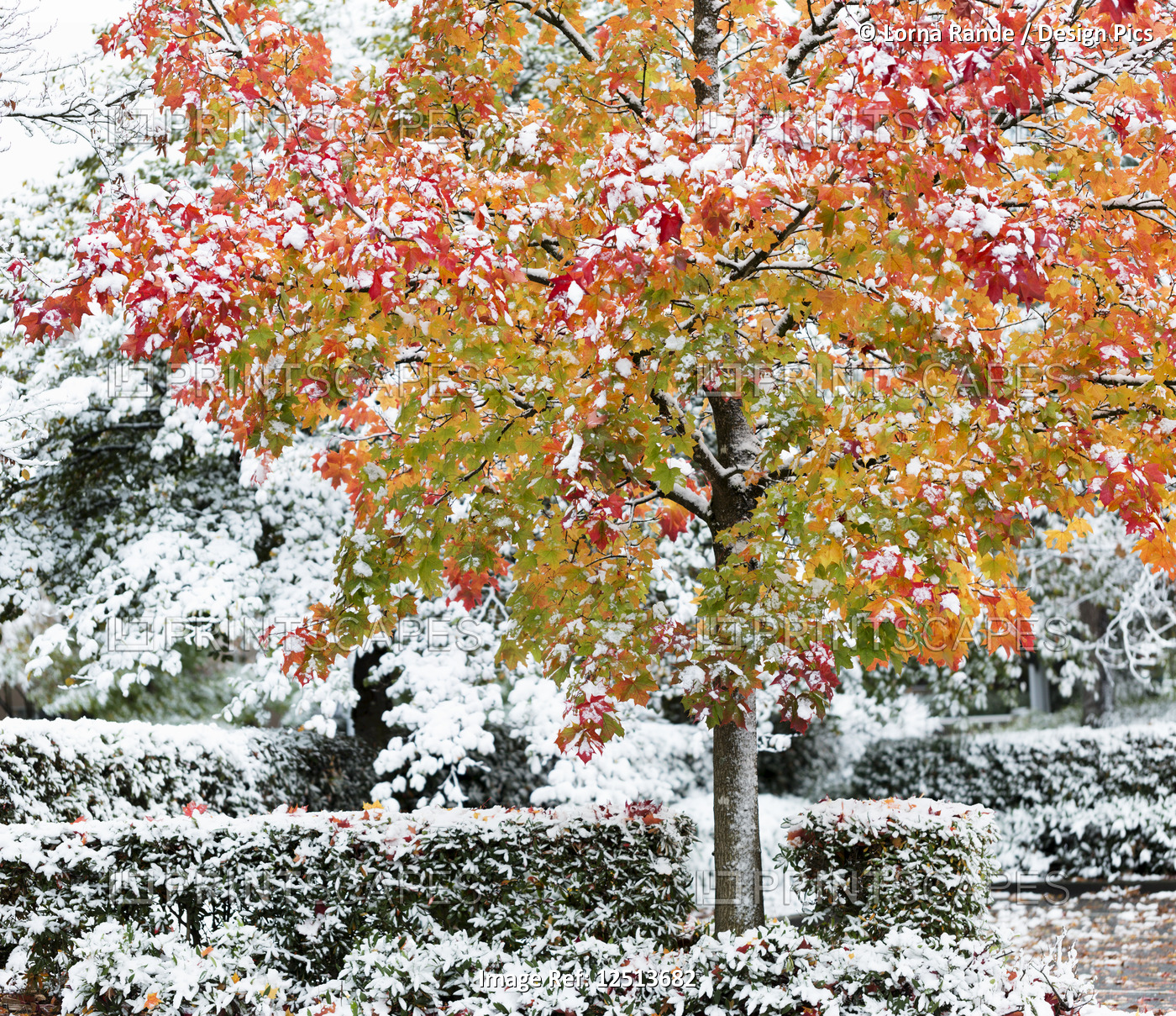 A dusting of snow over hedges and shrubs, and covering a maple tree in autumn ...