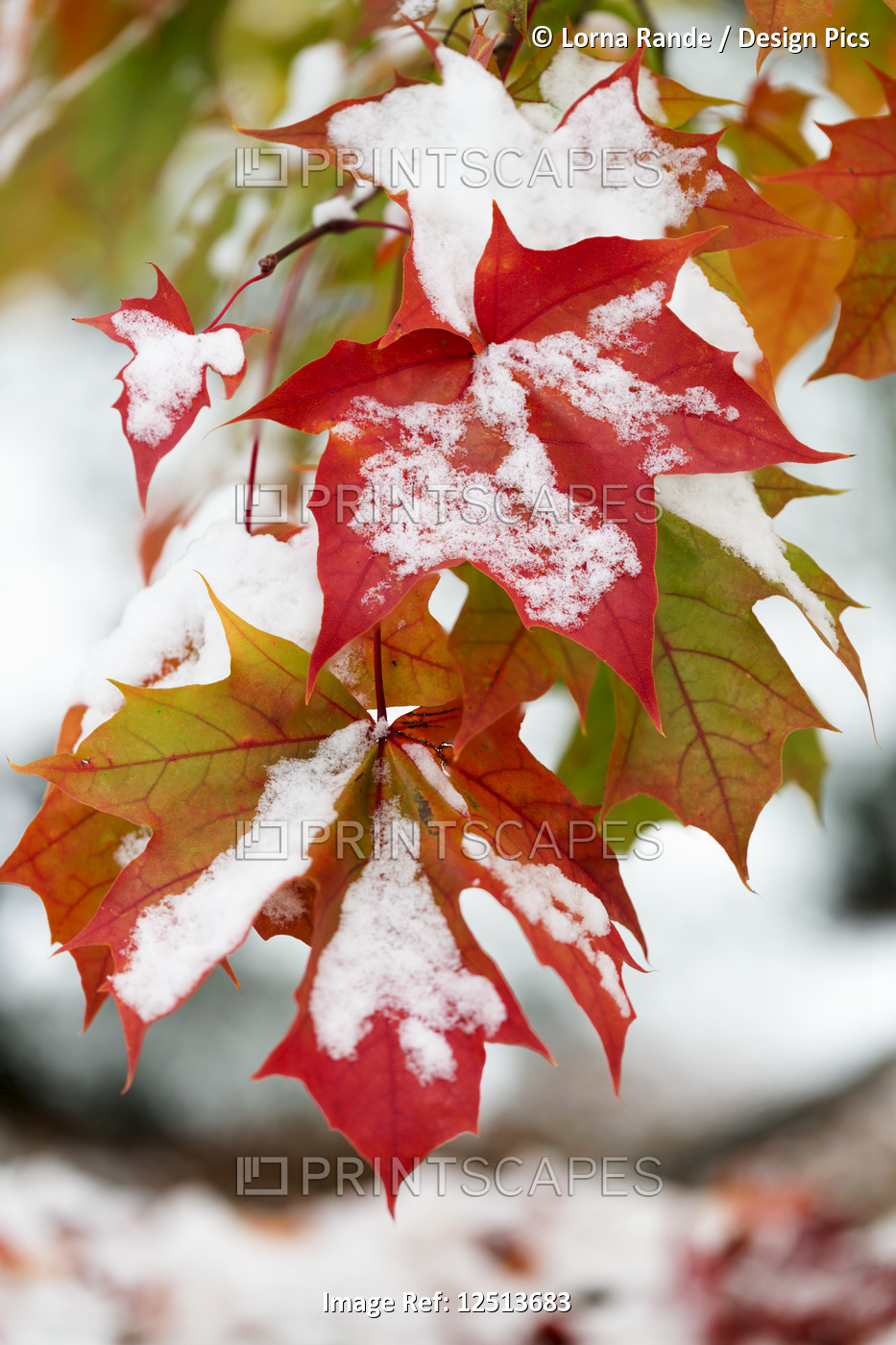 Maple leaves laden with snow; Surrey, British Columbia, Canada