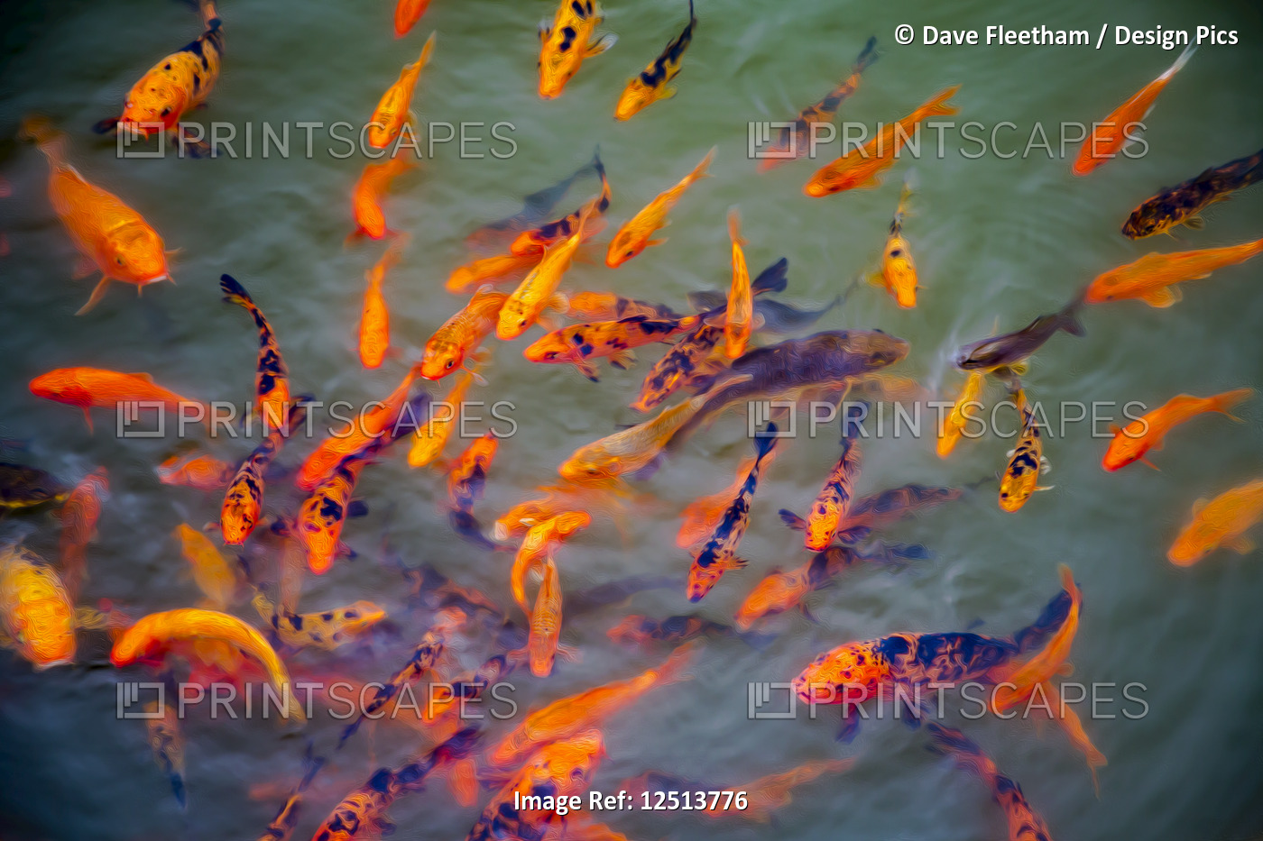 A stylized image of Ornamental Koi fish (Cyprinus carpio) at one of the ponds ...