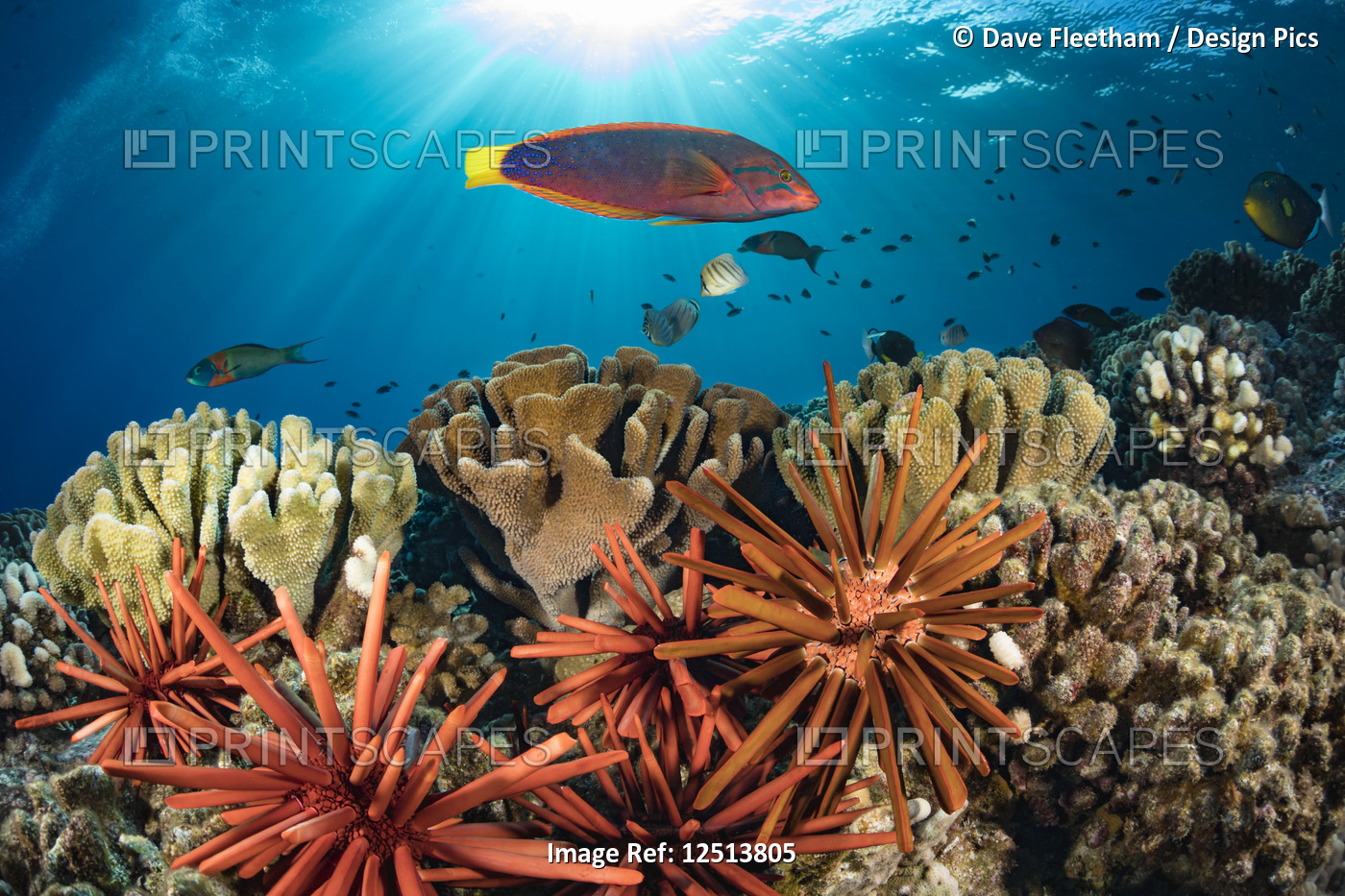 Colourful coral reef and schooling fish; Hawaii, United States of America