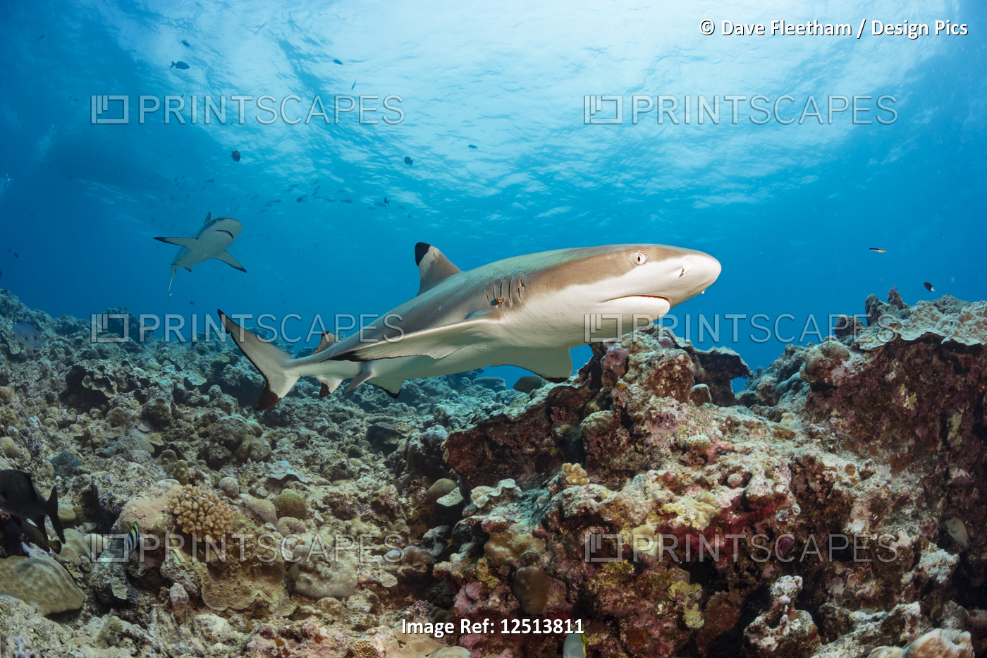 Blacktip Reef Sharks (Carcharhinus melanopterus) swimming over a coral reef; ...