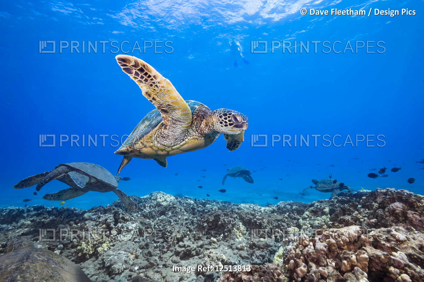 A snorkeler observes a group of Green Sea Turtles (Chelonia mydas) from above; ...