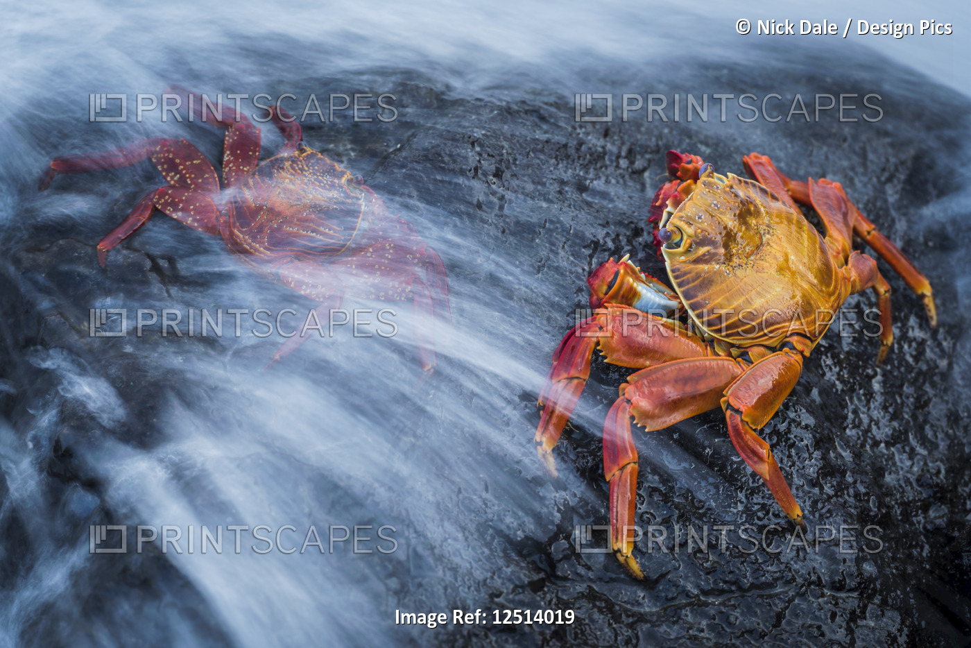 Two Sally Lightfoot crabs (Grapsus grapsus) splashed by wave; Galapagos ...
