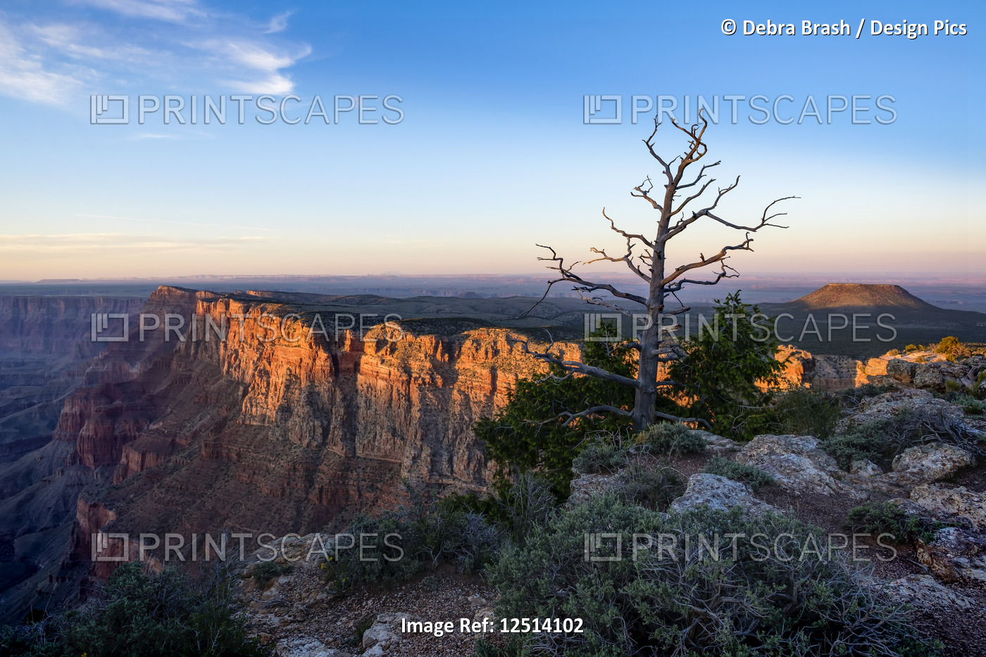 An extinct volcano near the edge of the Grand Canyon at sunset and a dead tree ...