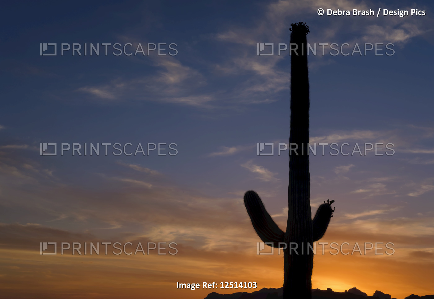 Saguaro cactus (Carnegiea gigantea) in Lost Dutchman State Park, near Apache ...