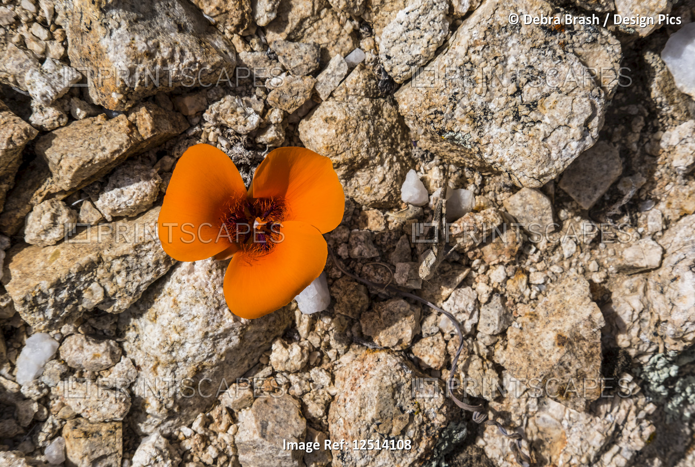A lone poppy blooms in Joshua Tree National Park in late spring; California, ...