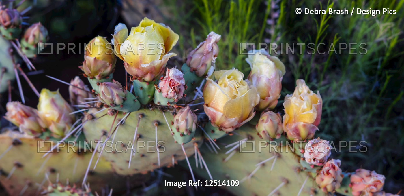 Flowers blossoming on a Prickly Pear Cactus plant (Opuntia violacca) in late ...