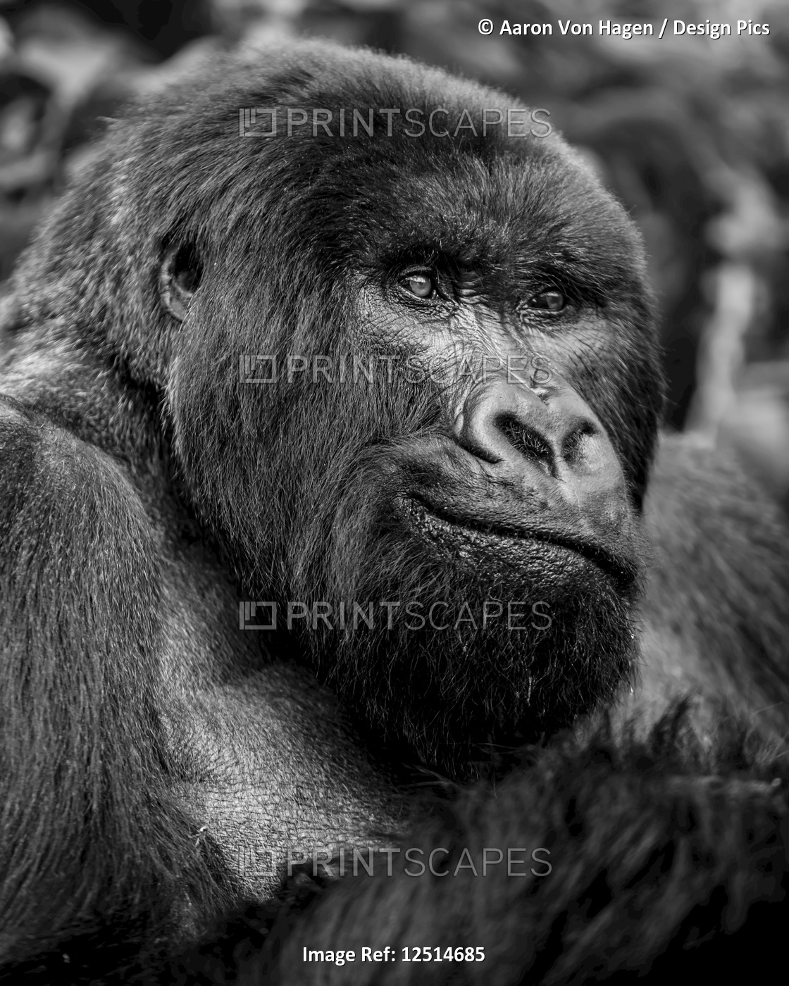 Black and white close-up portrait of a gorilla; Northern Province, Rwanda