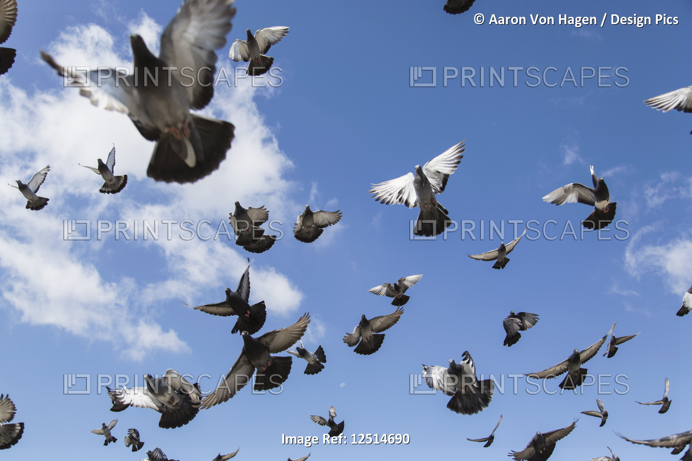 A flock of pigeons taking flight in a blue sky;Ulaanbaatar, Ulaanbattar, ...