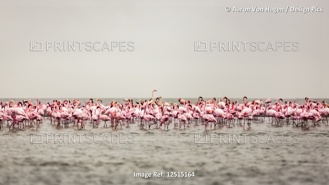 A large flock of flamingos standing in the shallow water of Walvis Bay; ...
