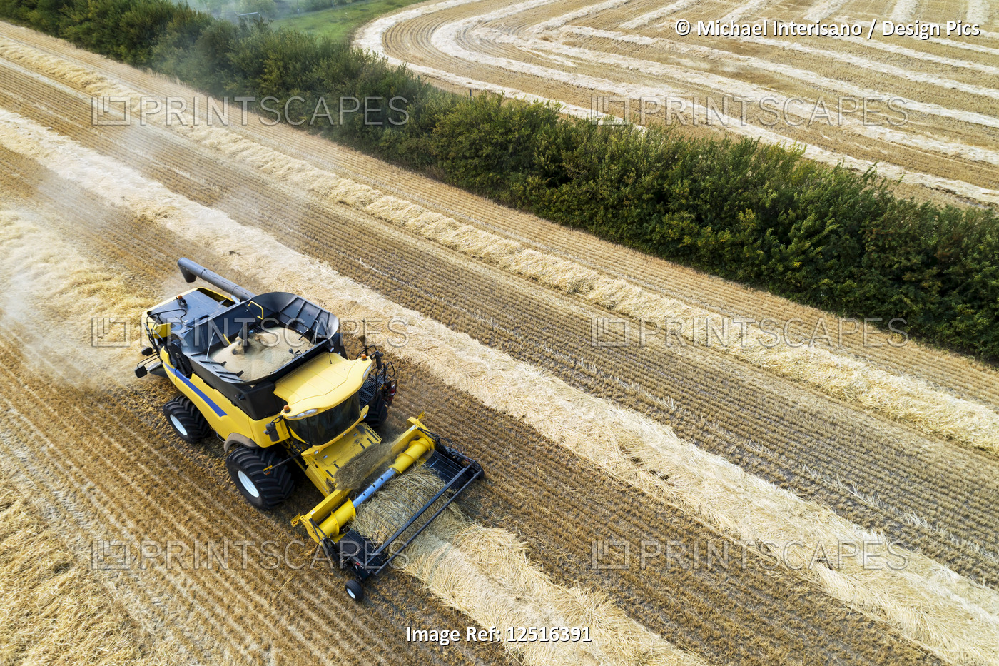 Aerial view of a combine collecting lines of cut grain; Beiseker, Alberta, ...