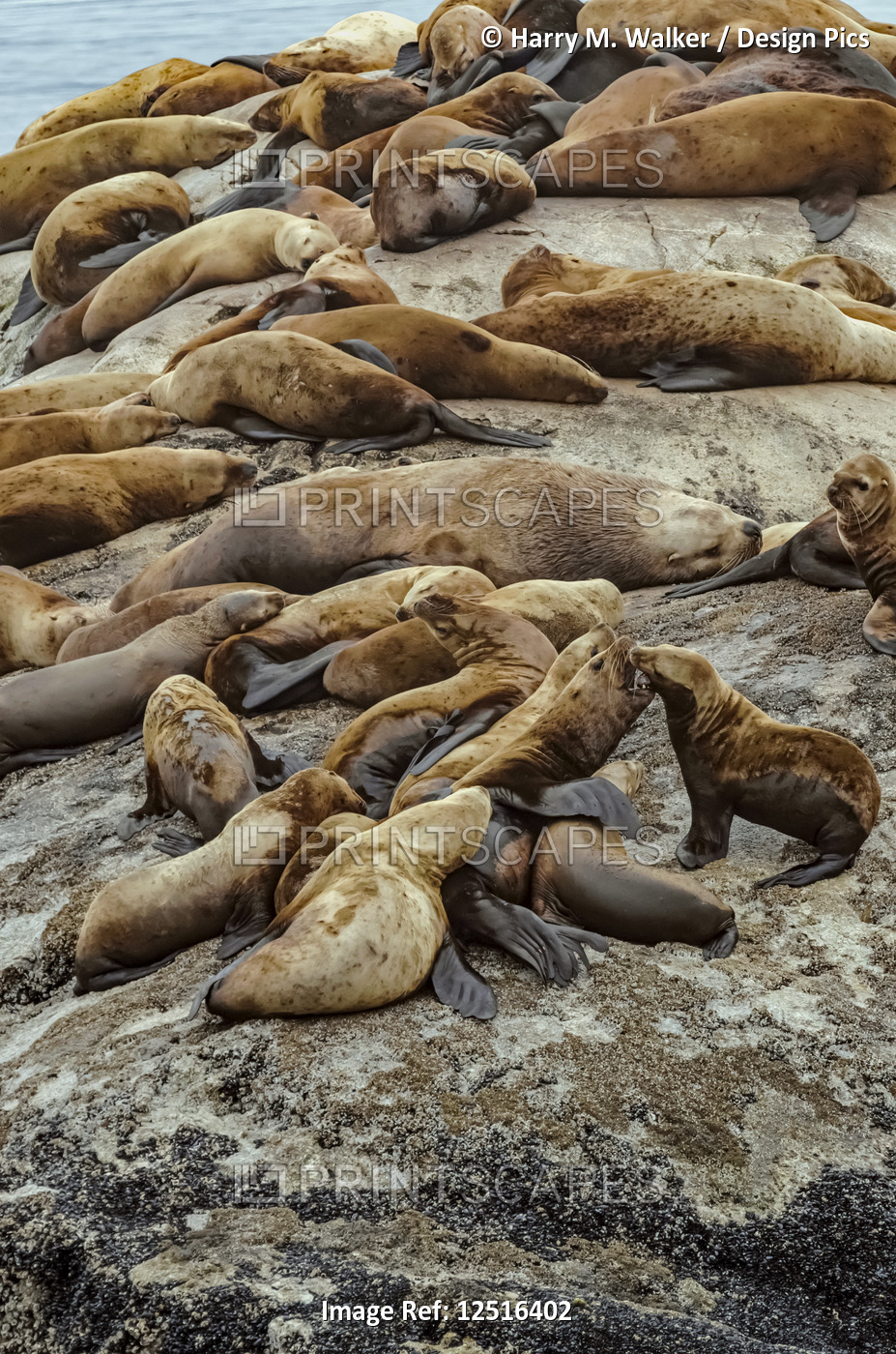 Steller sea lions (Eumetopias jubatus) hauled out on rocks at South Marble ...