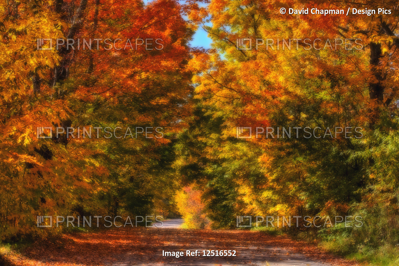 Fallen leaves cover a country road with vibrant autumn coloured leaves on the ...
