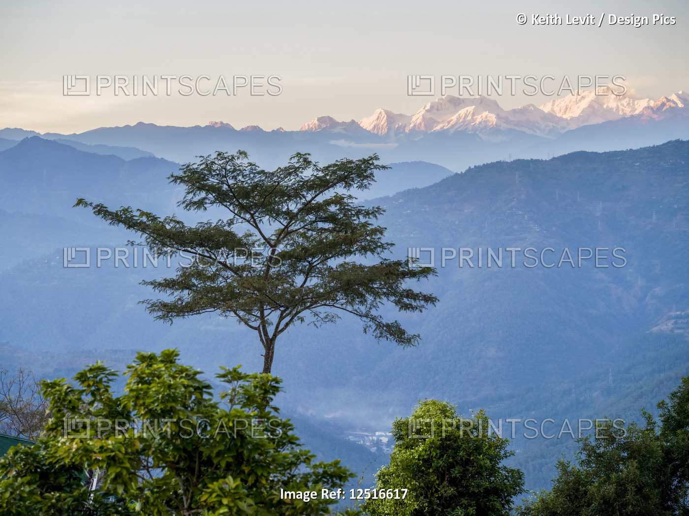 View of the sunlit peaks of the Himalayas from the Glenburn Tea Plantation and ...