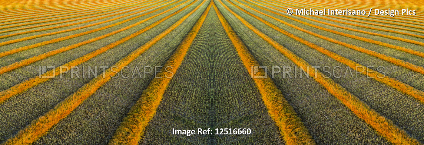Artistic aerial views of canola harvest lines glowing at sunset; Blackie, ...