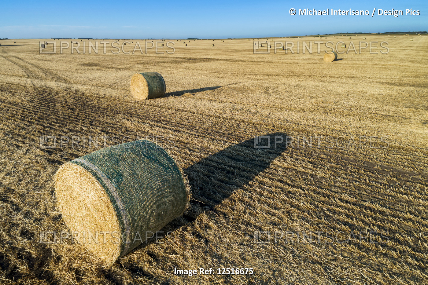 Hay bales in a cut field with long shadows at sunrise and blue sky; Alberta, ...