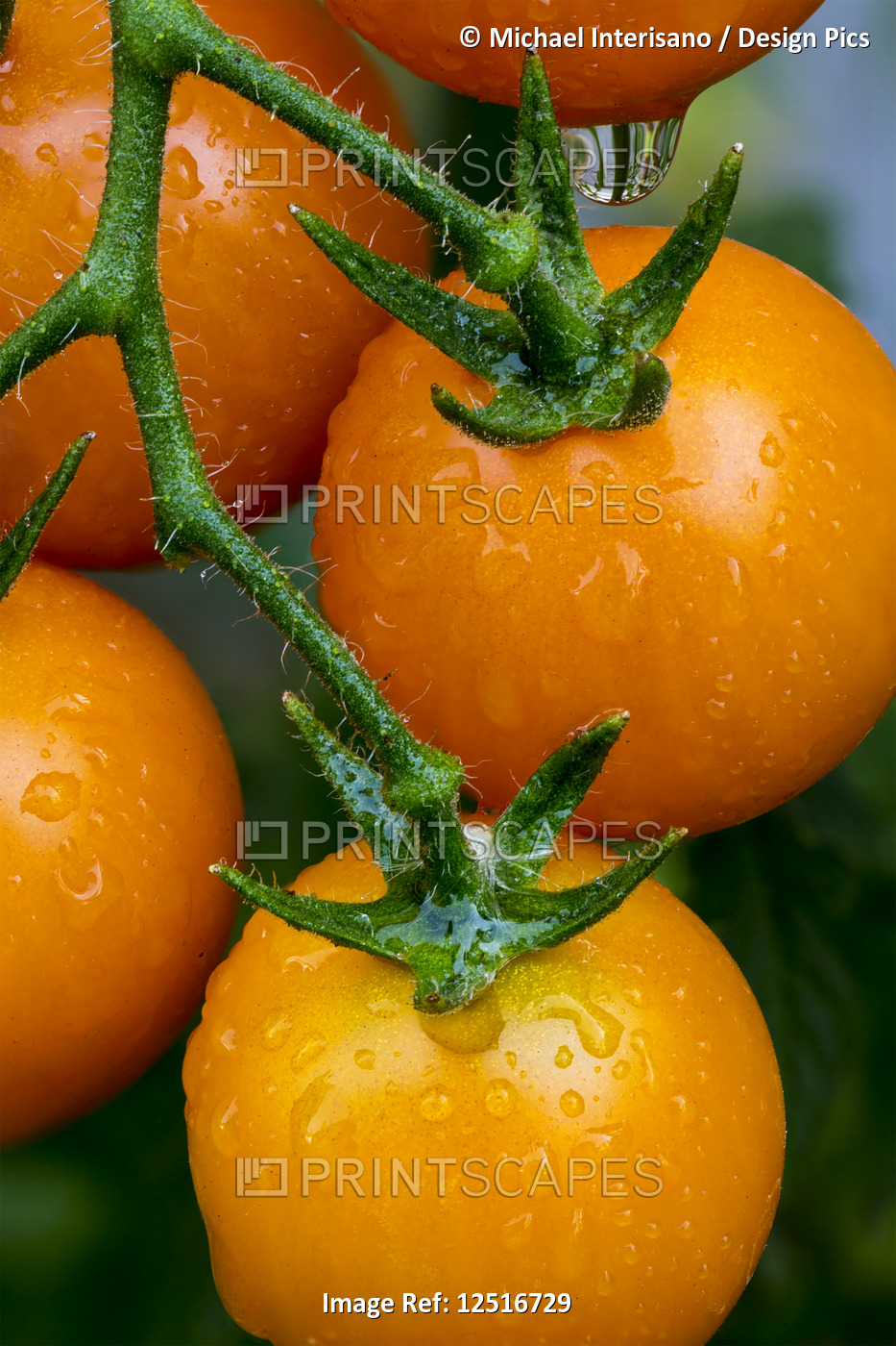 Tomatoes growing on a vine