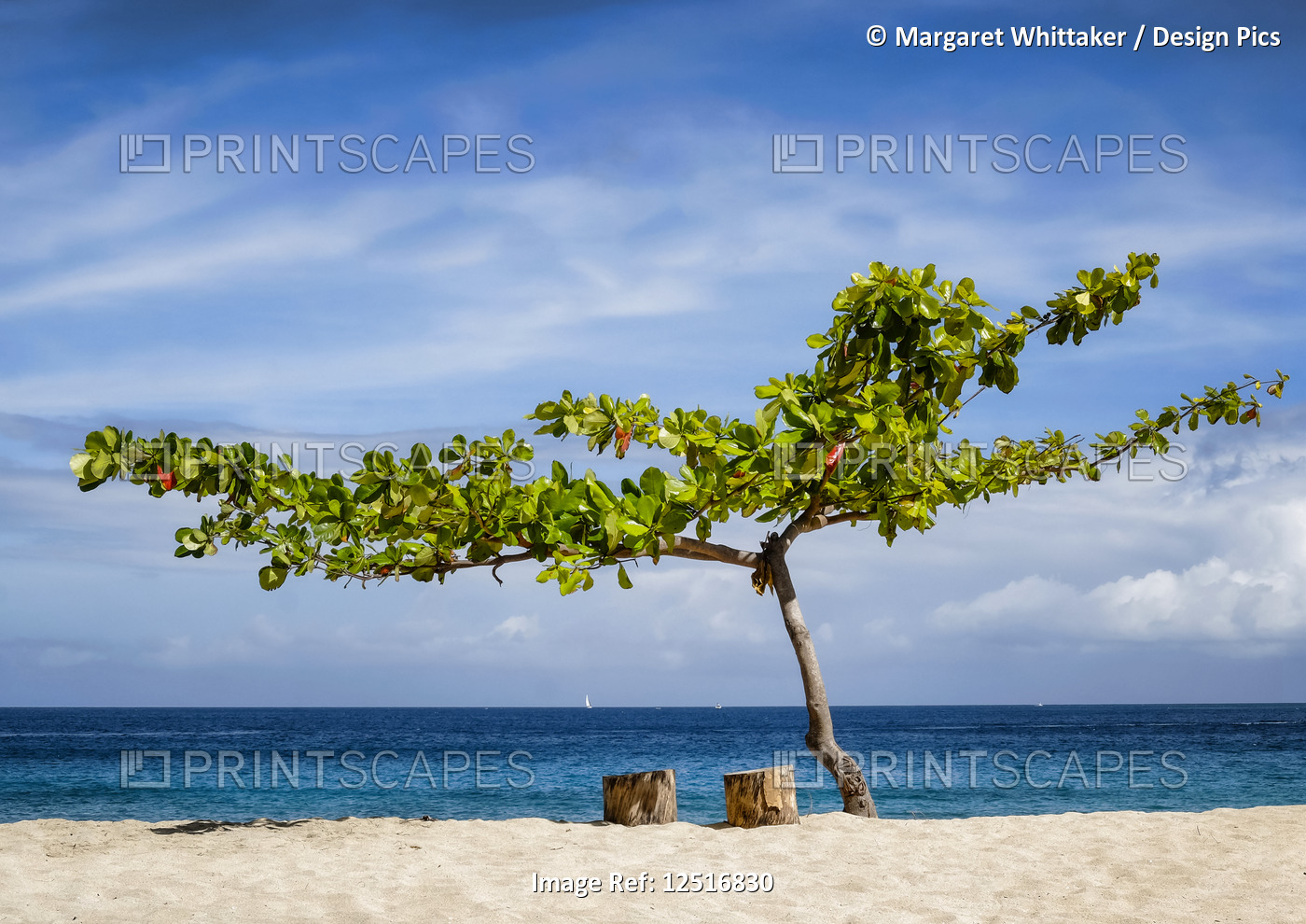 A tree and two tree stumps for seats on a sandy beach with a view of the blue ...