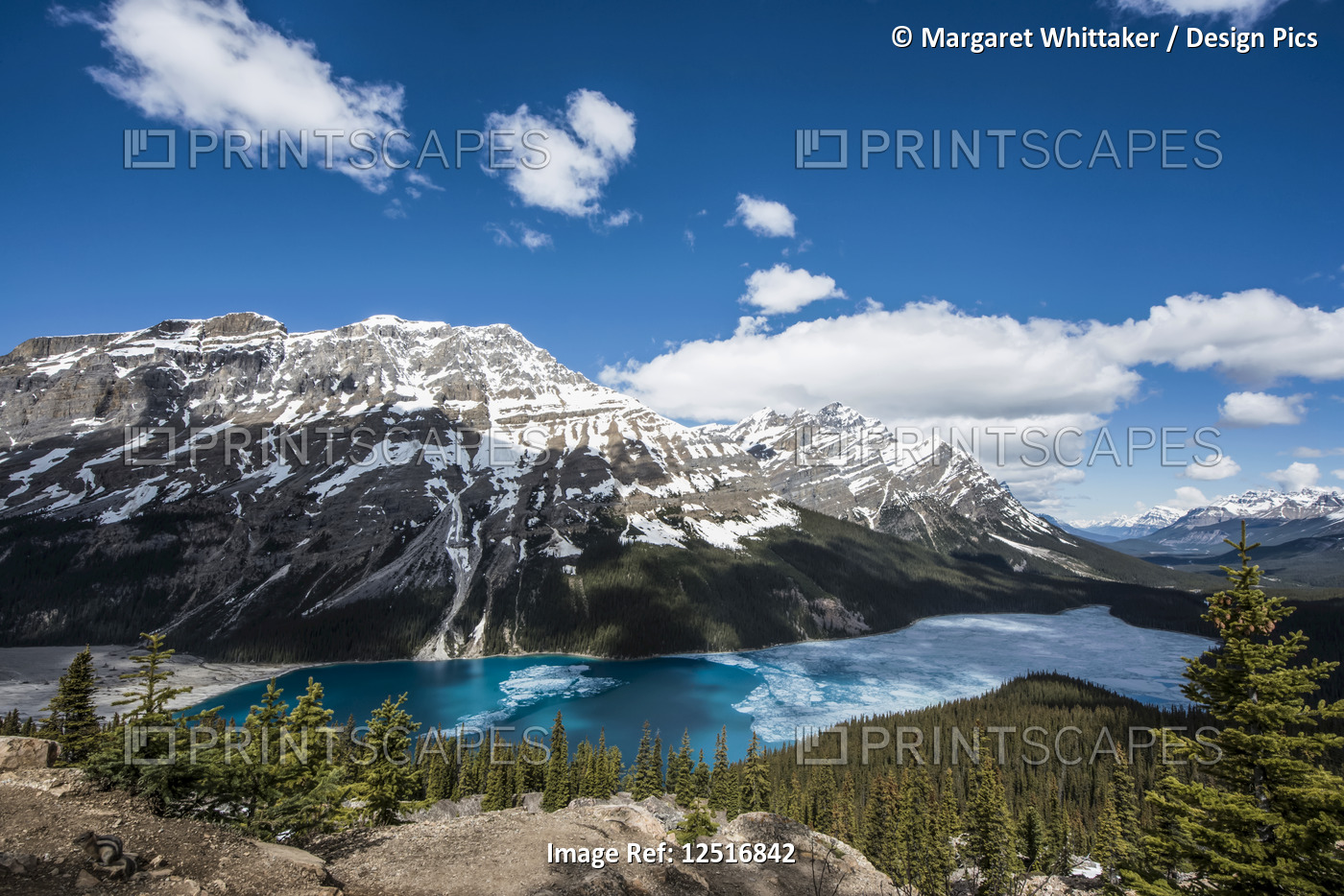 Peyto Lake with some ice on the turquoise water in the Canadian Rocky Mountains ...