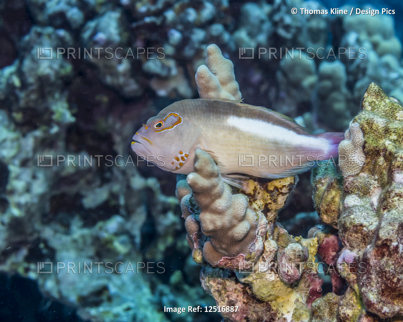 Arc-eye Hawkfish resting on finger coral