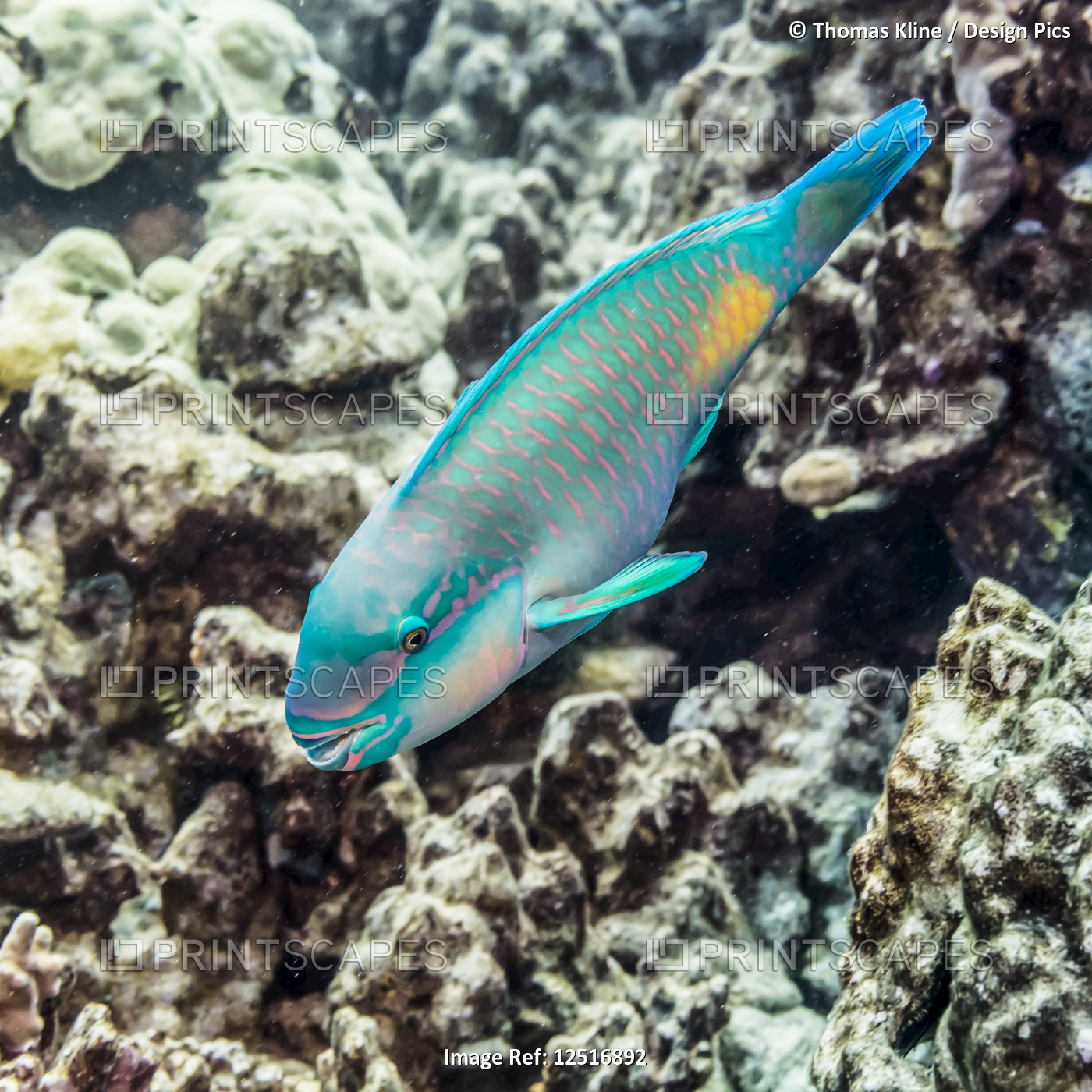Terminal male Bullethead Parrotfish