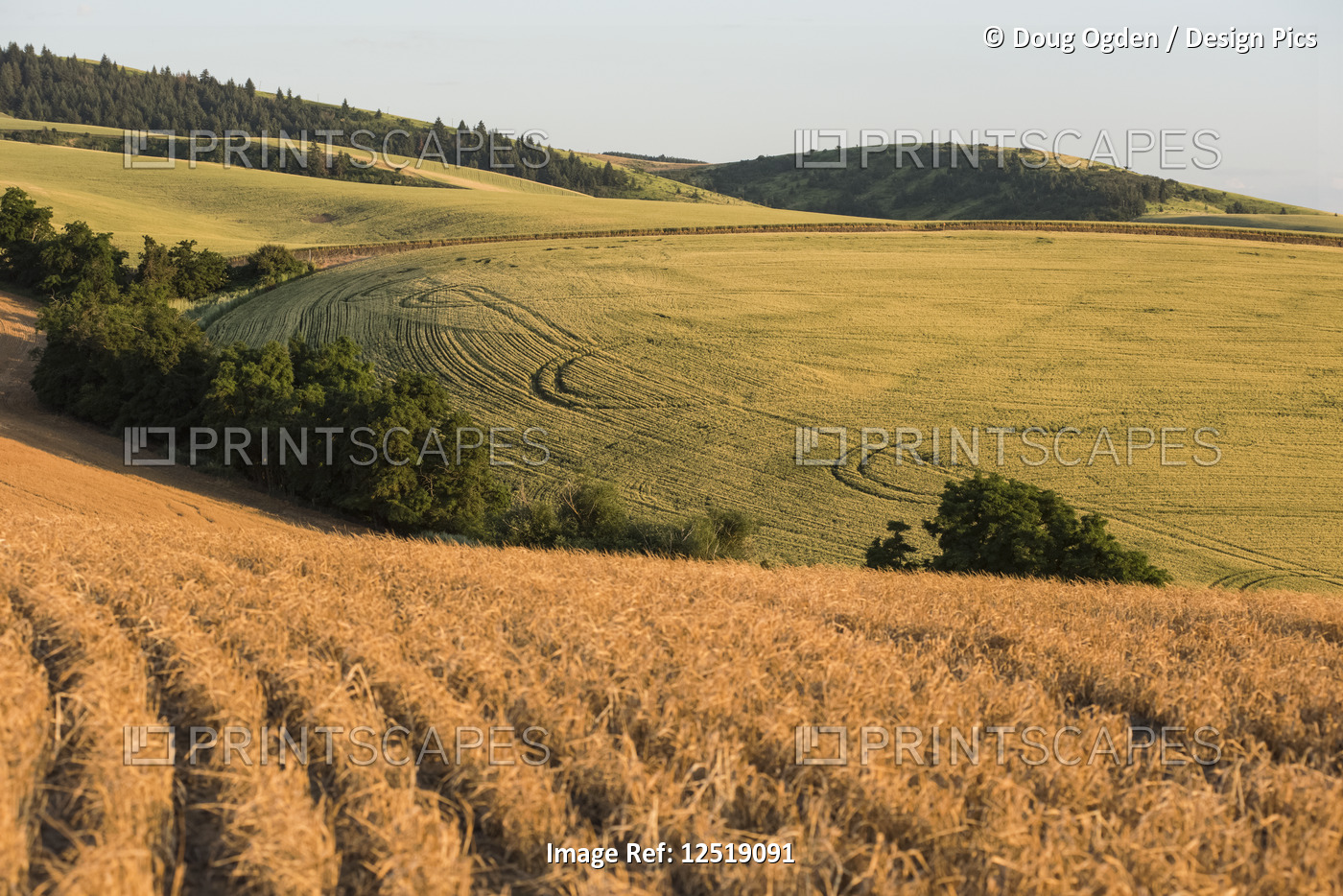Rolling Hills of Grain Fields in Eastern Washington