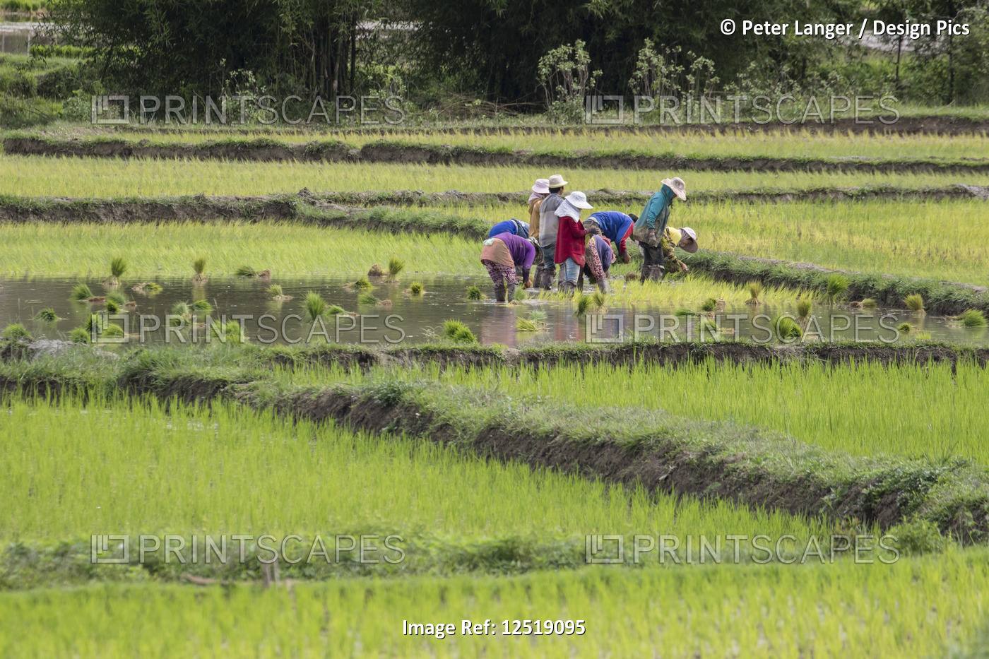 People planting rice in fields near Phonsavan; Xiangkhouang, Laos