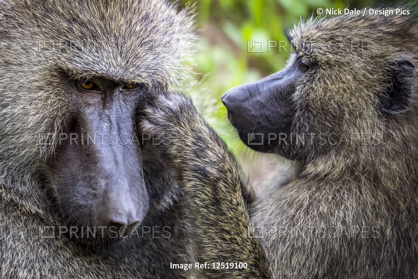 Close-up of female grooming male olive baboon (Anubis baboon); Tanzania