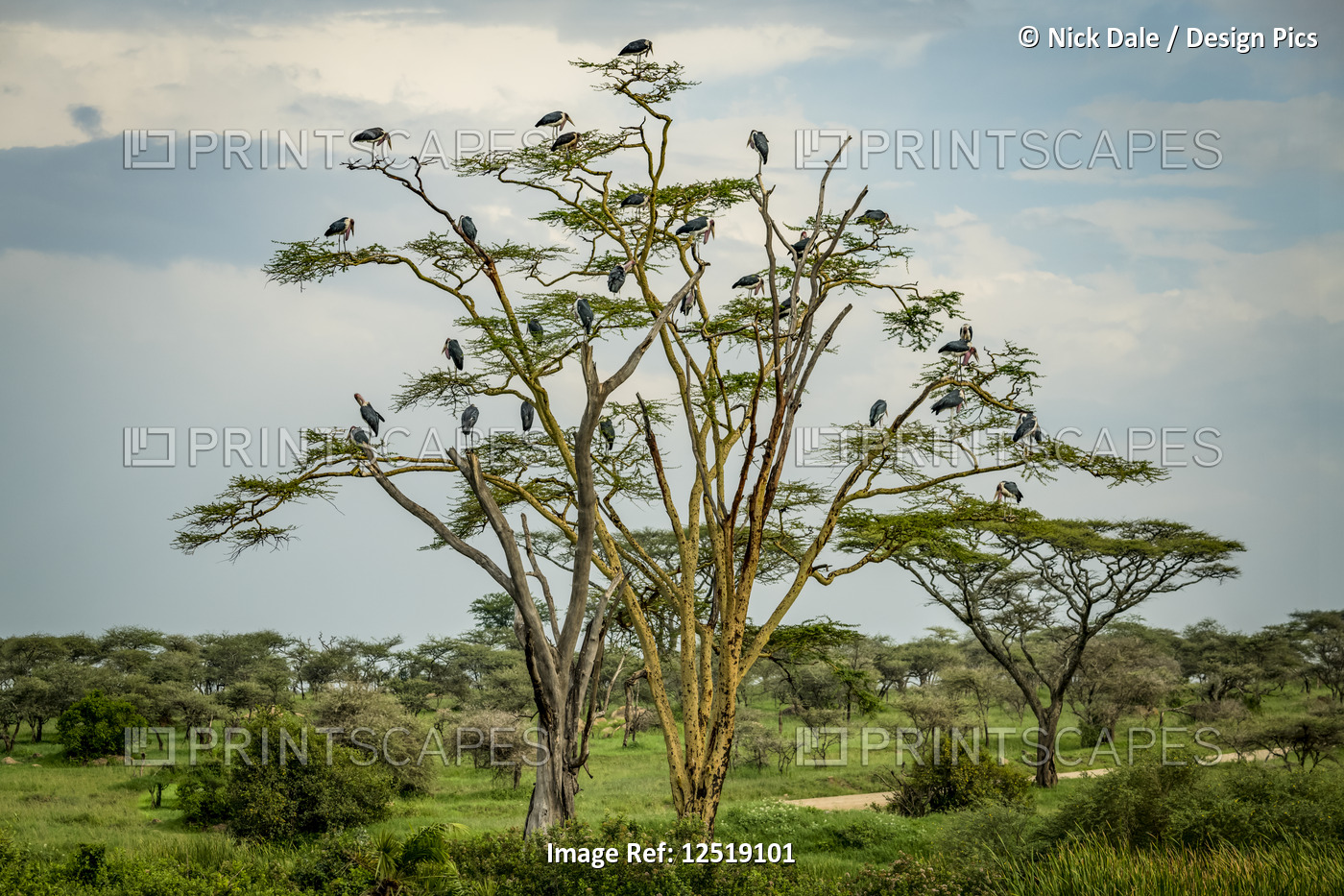 Flock of marabou storks (Leptoptilos crumenifer) perched in tree, Serengeti ...