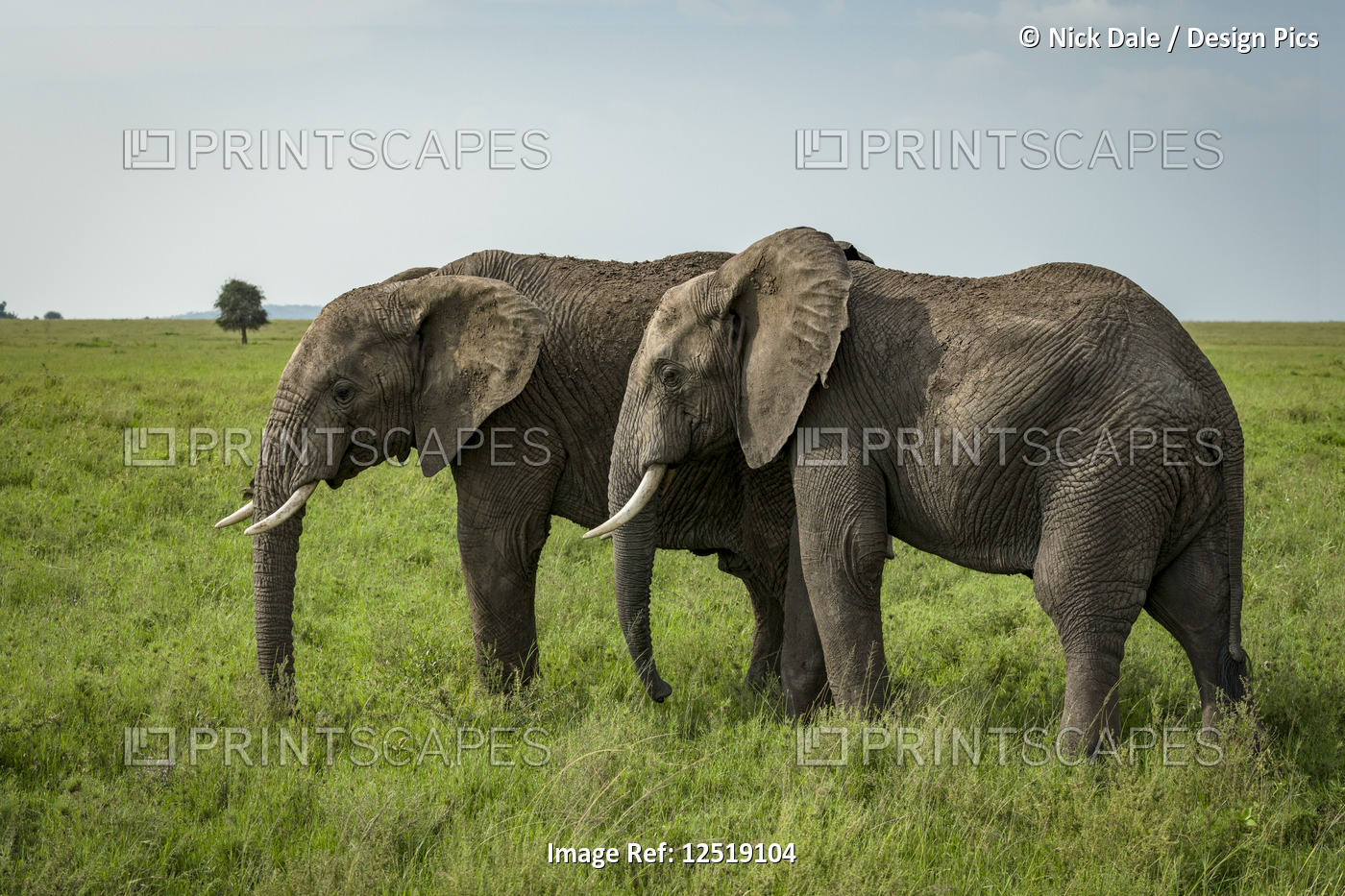 Two African elephants (Loxodonta africana) side-by-side in lush grassland, ...