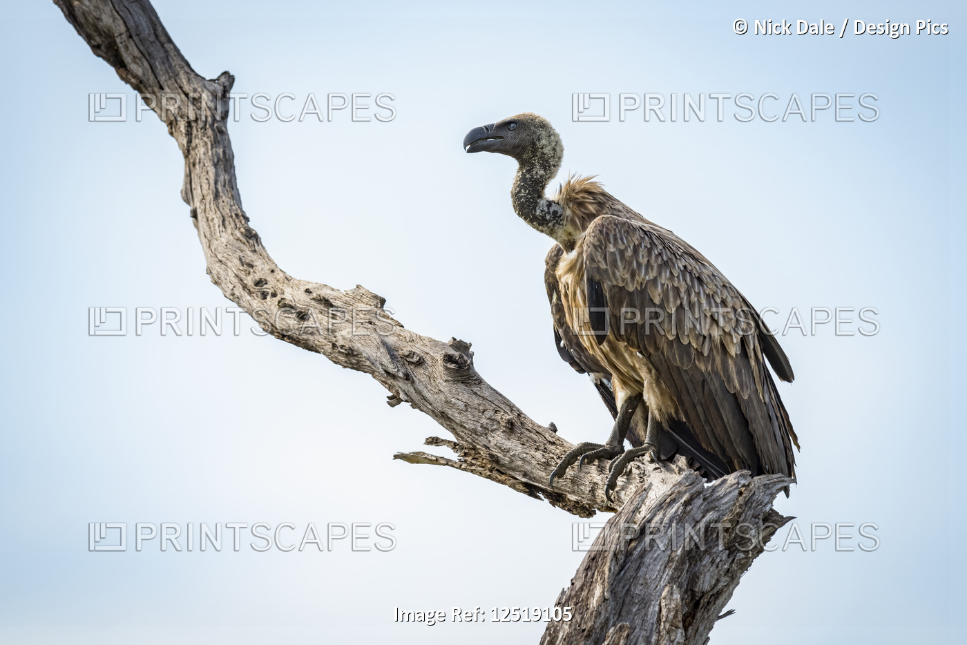 White-backed vulture (Gyps africanus) on dead tree stump, Tarangire National ...