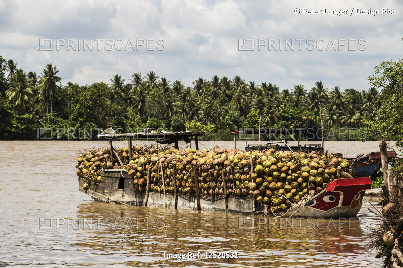 Boat laden with coconuts in the Mekong River; Ben Tre, Vietnam