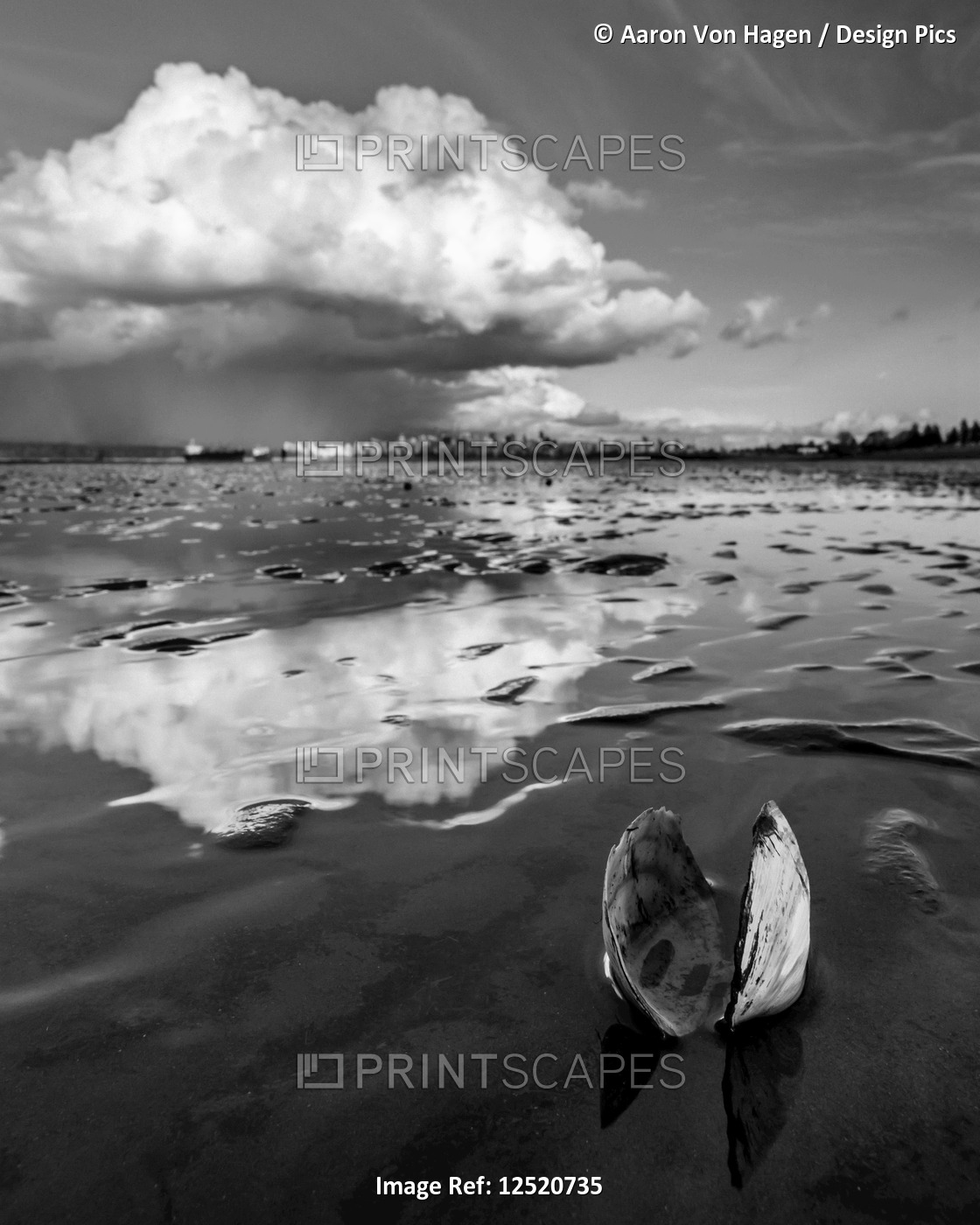 An open clam shell sits on the shore with cloud reflected on the wet sand; ...