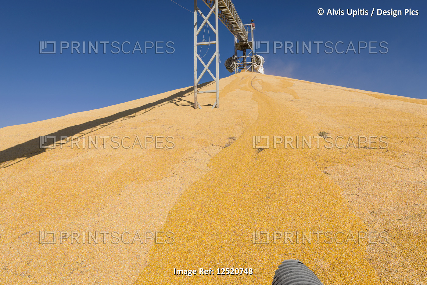 Harvested corn being stockpiled at grain elevator; Rake, Iowa, United States of ...